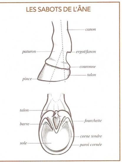 anatomie de l'âne