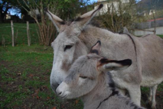 Mimine et son ânon