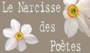 Narcisse des poetes