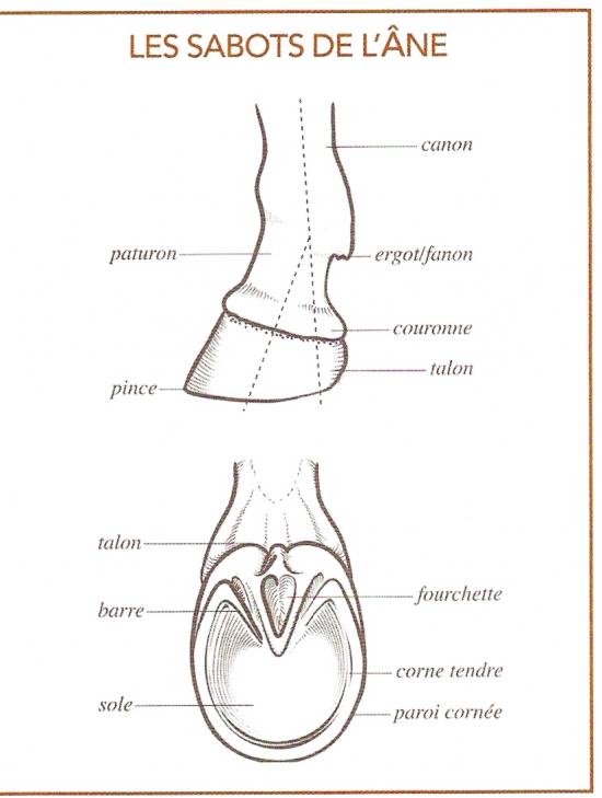 anatomie de l'âne